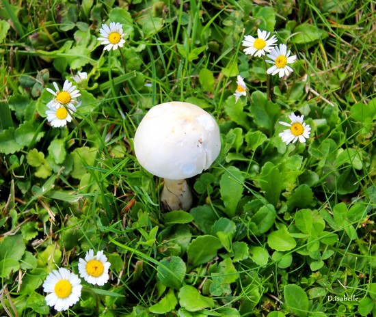 Petit champignon1.jpg