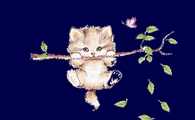 petitchat.jpg