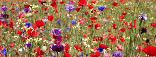 petitesoeurdesfleurs.JPG