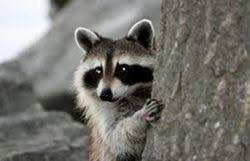 petits animaux.jpg