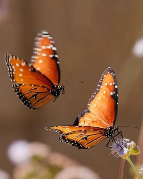 photos-de-papillons-deux-papillons-images-papillons.jpg