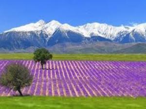 plateau-valensole-1455-3_w300.jpg