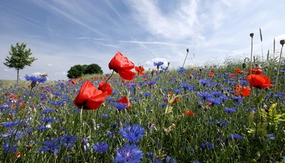 poppy-2423608_1280.jpg