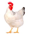 poule-capdouleur-nac.jpeg