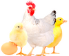 poule.png