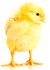 poussin.jpg
