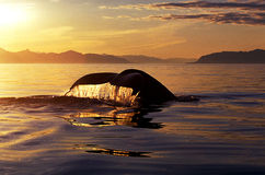 queue-de-baleine-de-bosse-au-coucher-du-soleil-novaeangliae-de-megaptera-alaska-40738192.jpg