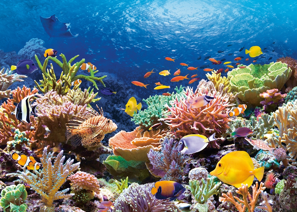 recif-de-corail-puzzle-1000-pieces.1063-1.fs.jpg