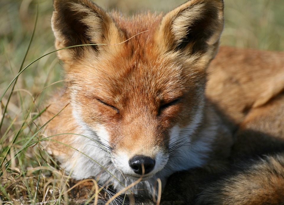 red-fox-4502730_960_720.jpg