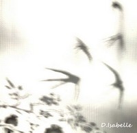 Reflet de l'hironselle.jpg