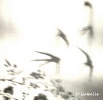 Reflet d'hirondelles- photo D.Isabelle 2.jpg