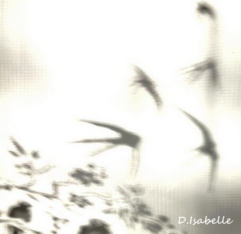 Reflet d'hirondelles- photo D.Isabelle 3.jpg