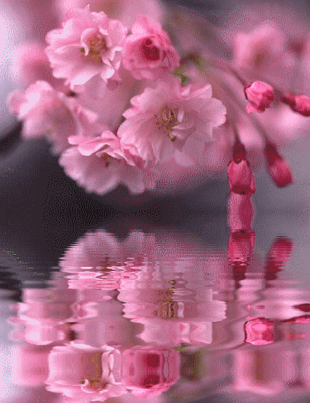 reflets ds l'eauu4.gif