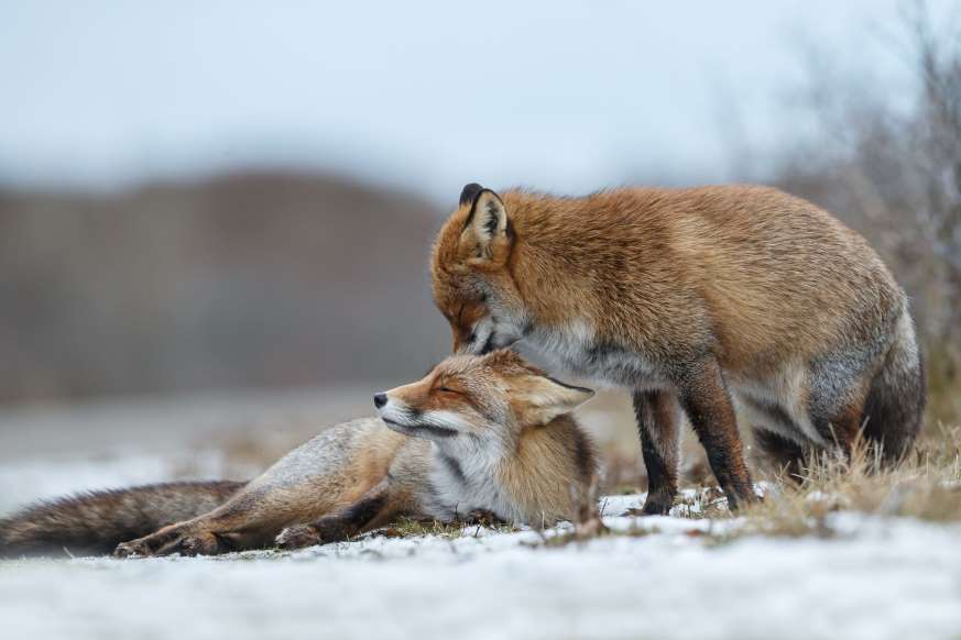 renard amour.jpg