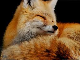 renard roux.jpg