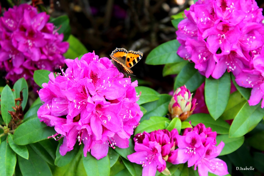 rhododendron.jpg 5.jpg
