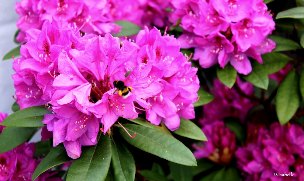 rhododendron.jpg 6A.jpg