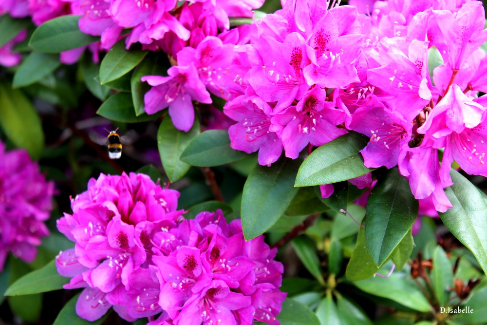rhododendron.jpg