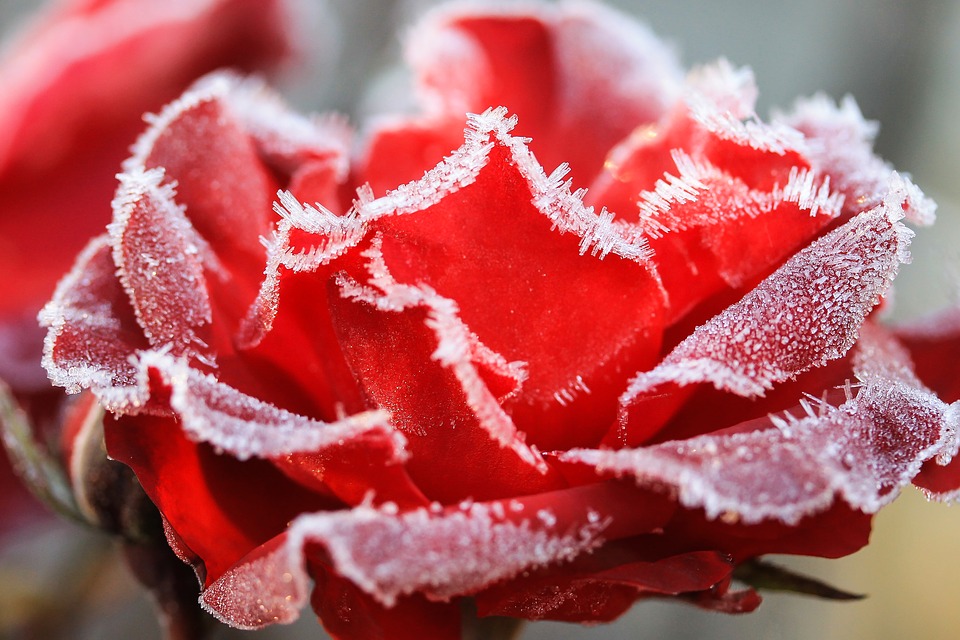rose-2059671_960_720.jpg