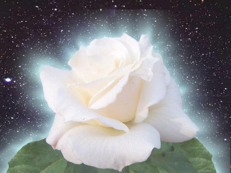 rose-blanche 22.jpg