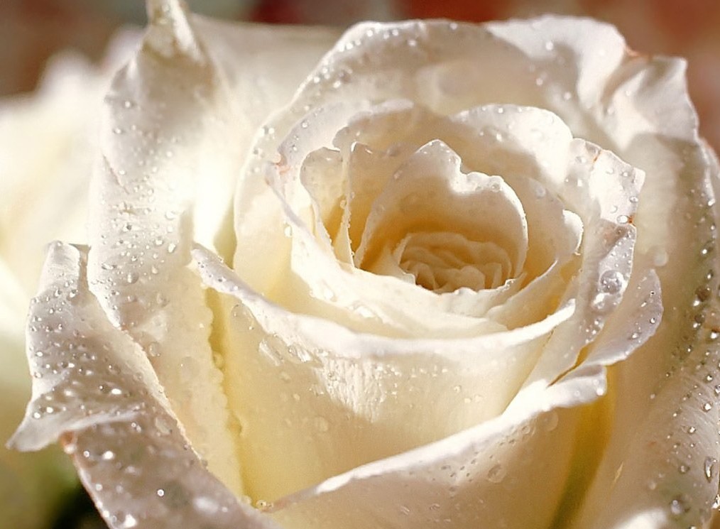 rose blanche.jpg