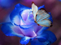 rose bleue + papillon bleu.jpg