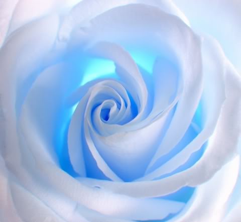 rose bleutée.jpg