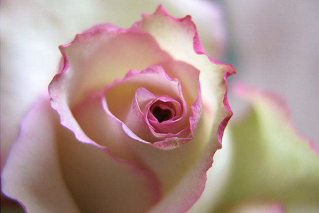 rose coeur.png