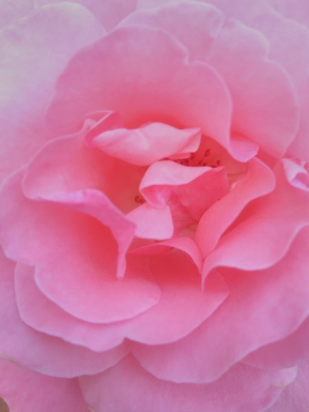 rose gros plan.jpg
