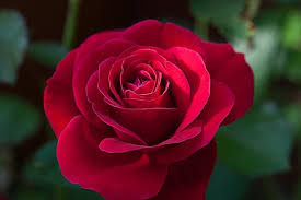 rose.jpg
