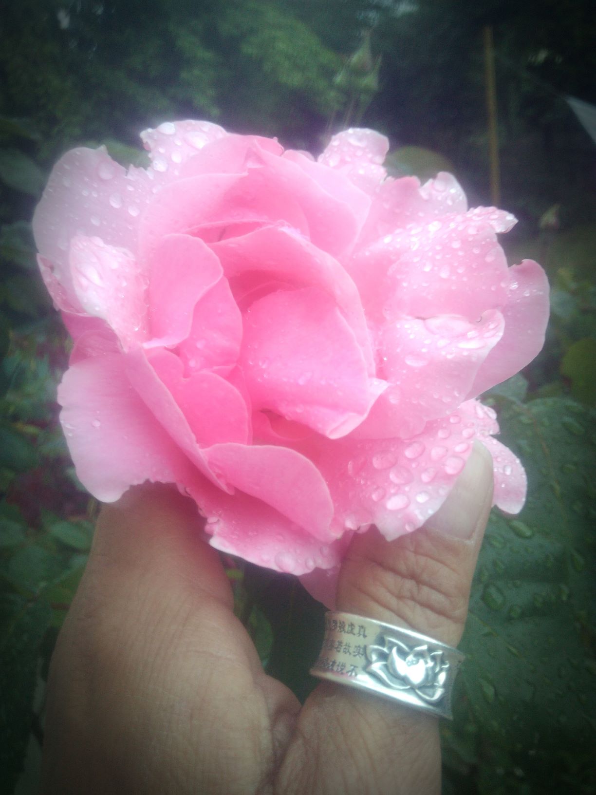 Rose Lyly jp.jpg