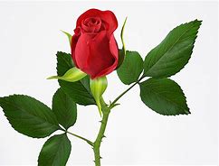 rose rouge.jpg