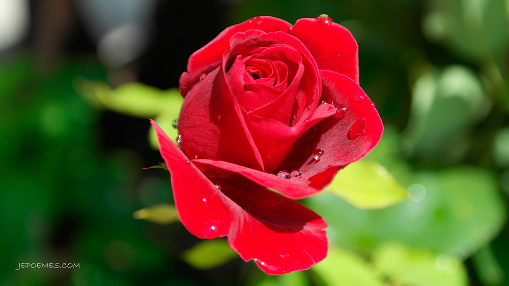 rose-rouge.jpg