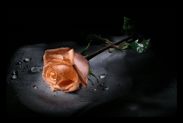 Rose super.gif