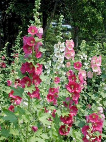 rose-tremiere-simplex-.jpg