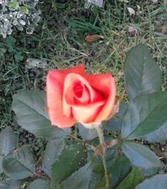 Rose08Mars.jpg