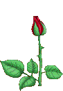 rose1.gif