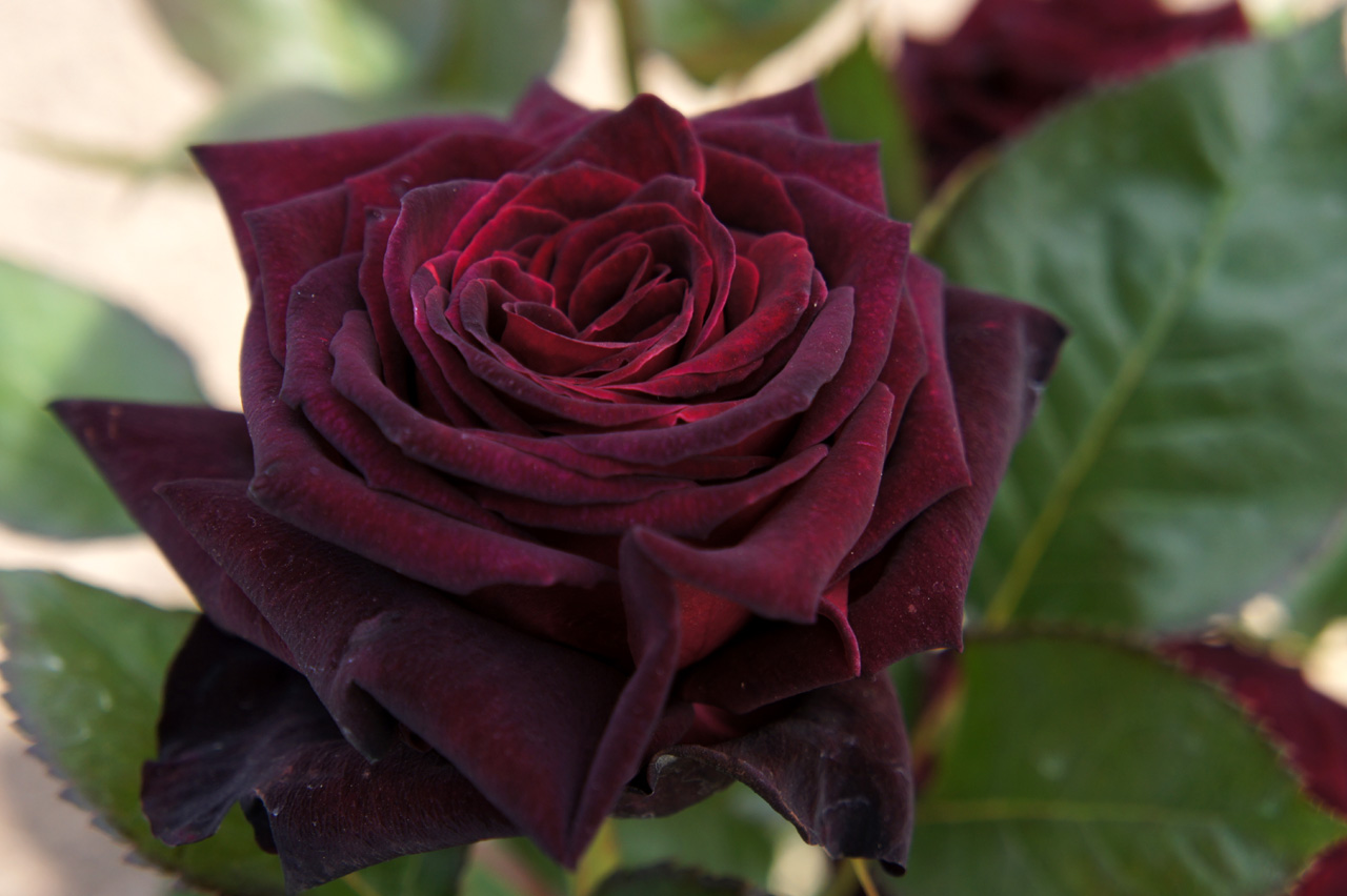 Rose_Black_Baccara_バラ_ブラック_バカラ_(5693278972).jpg