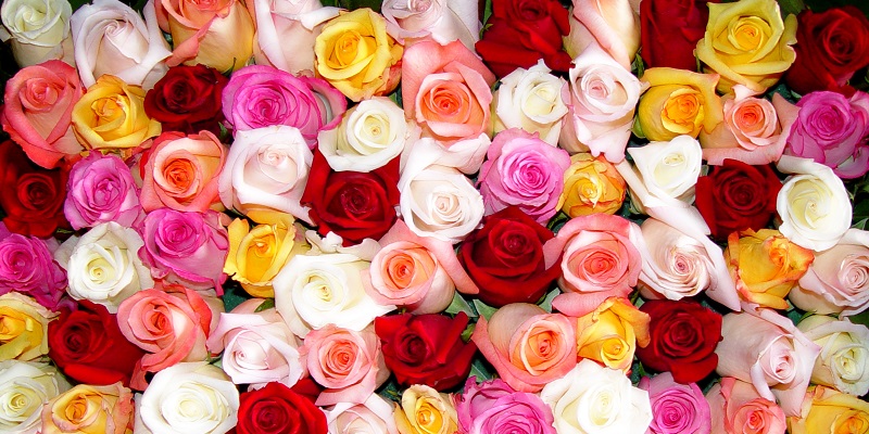 Roses-conseils.jpg
