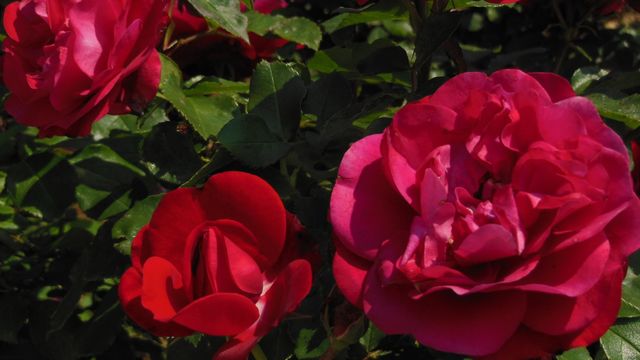rosier-pour-le-balcon_5250003.jpeg