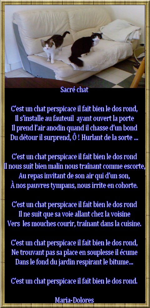 Sacré chat.jpg