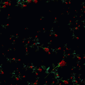 sending roses for you.gif