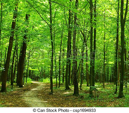 sentier-forêt-photos-sous-licence_csp1694933.jpg