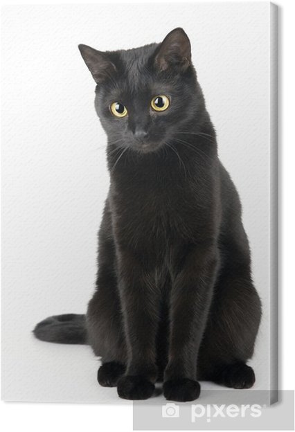 tableaux-sur-toile-mignon-chat-noir-isole-sur-fond-blanc.jpg
