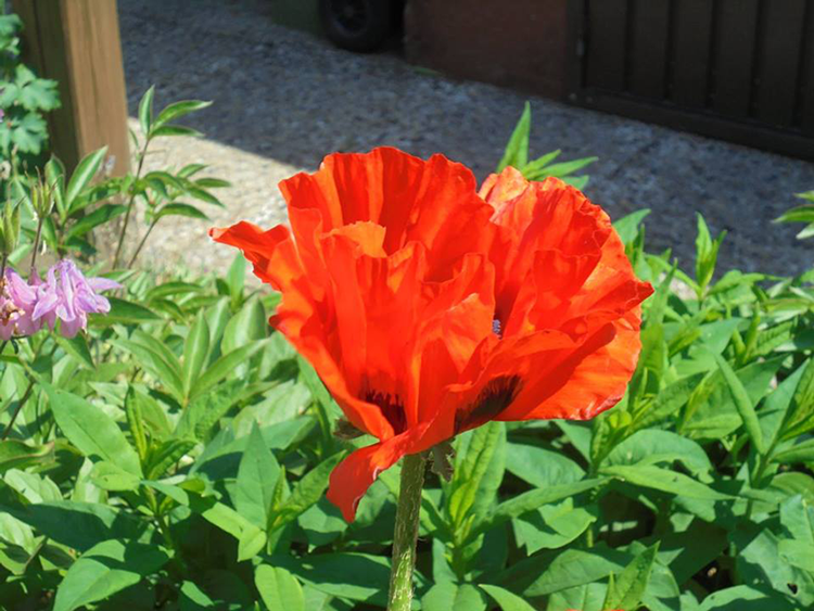 temps-des-coquelicots-poeme.png