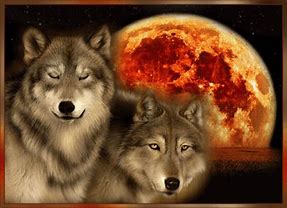 thM4KYXNDA.jpg loup.jpg