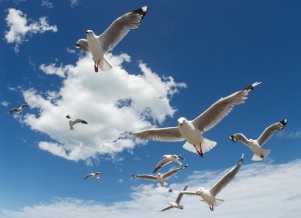 thumb2-seagulls-in-the-sky-white-clouds-seagulls-birds-in-the-sky-sea.jpg