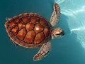 tortue.jpg