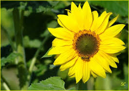 tournesol2.jpg