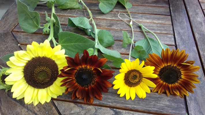 tournesols-d3d9f698-e879-40e0-9f72-1f482ee91f61.jpg